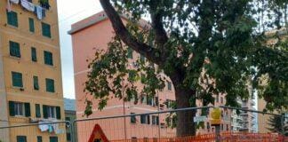 Genova, strage di alberi in piazzale Adriatico, la protesta degli ambientalisti Piazzale Adriatico alberi tagliati