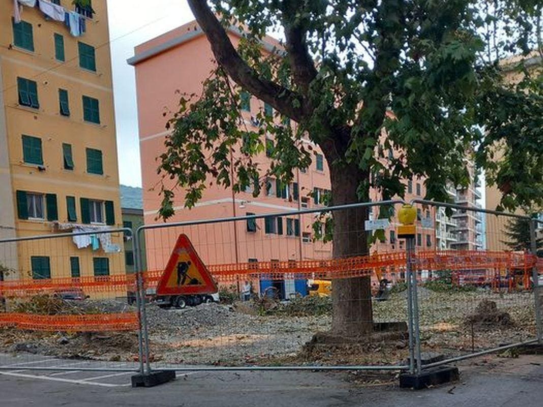 Piazzale Adriatico alberi tagliati