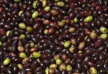 Mosca Olearia, un seminario online per le strategie di difesa in olivicoltura Oliva taggiasca