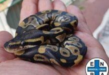 Genova, in casa con pitone, iguana e altri animali esotici: donna nei guai pitone Sampierdarena, serpente