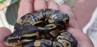 Genova, in casa con pitone, iguana e altri animali esotici: donna nei guai pitone Sampierdarena, serpente