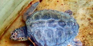 Genova, la tartaruga salvata a Levanto migliora all’Acquario tartaruga Venus Caretta caretta