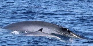 Imperia, la balenottera Propeller, ferita dall’elica, ha un cucciolo balenottera Propeller con cucciolo