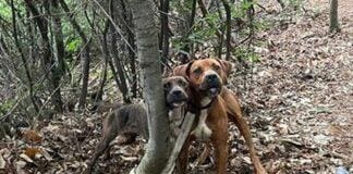 Genova, ancora cani abbandonati per strada, Canile: situazione insostenibile cani abbandonati strada canile