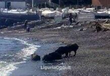 Genova, i cinghiali fanno il bagno in mare a Sturla – VIDEO Cinghiali spiaggia mare Sturla