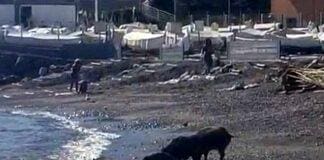 Genova, i cinghiali fanno il bagno in mare a Sturla – VIDEO Cinghiali spiaggia mare Sturla