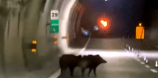 Cinghiale provoca incidente sull’Autostrada A12 cinghiali autostrada