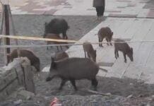 Genova, ancora un blitz dei cinghiali sulla spiaggia di Sturla cinghiali spiaggia Sturla