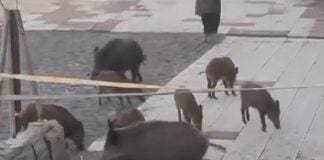 Genova, ancora un blitz dei cinghiali sulla spiaggia di Sturla cinghiali spiaggia Sturla