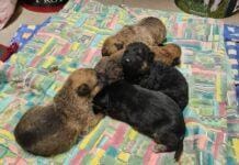 Genova, ancora cuccioli abbandonati, canile cerca mamma per svezzamento cuccioli abbandonati