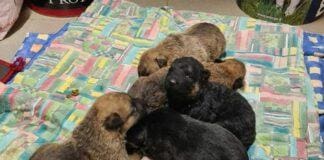 Genova, ancora cuccioli abbandonati, canile cerca mamma per svezzamento cuccioli abbandonati