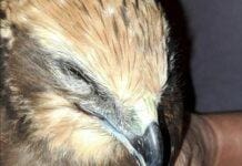 Falco di palude intossicato, salvato dai volontari Falco di palude