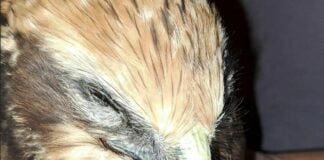 Falco di palude intossicato, salvato dai volontari Falco di palude