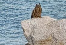 Portovenere, il mistero del Gufo sugli scogli Gufo reale Portovenere