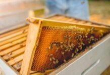 Concorso Mieli dei Parchi di Liguria, aumentano i partecipanti Melario miele api apicoltura