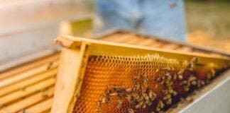 Apicoltura, Piana: “Dal CSR più di 2 milioni a sostegno del settore” Melario miele api apicoltura