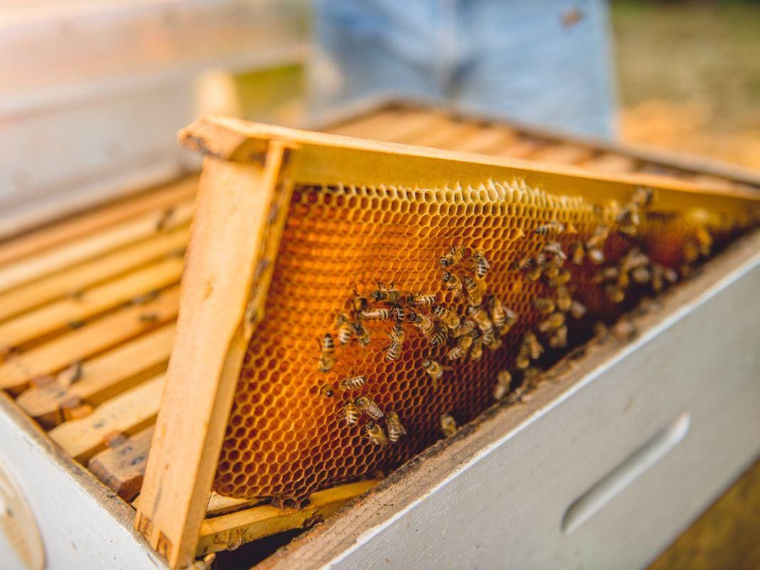 Melario miele api apicoltura