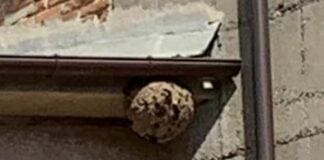 Vespa killer a Chiavari, nido sulla chiesa di San Giuseppe di Ri Basso Chiavari vespa velutina