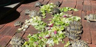 Genova, rubate 10 tartarughe in un giardino di Priaruggia tartarughe rubate Priaruggia Genova