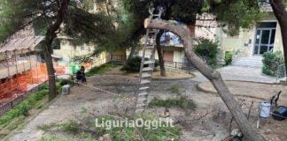 Marassi, ancora alberi abbattuti nei giardini di fronte alla scuola Fanciulli Marassi giardini Bracelli