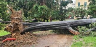 Genova, tromba d’aria a Pegli, alberi abbattuti e rami pericolanti Albero abbattuto Pegli tromba d'aria