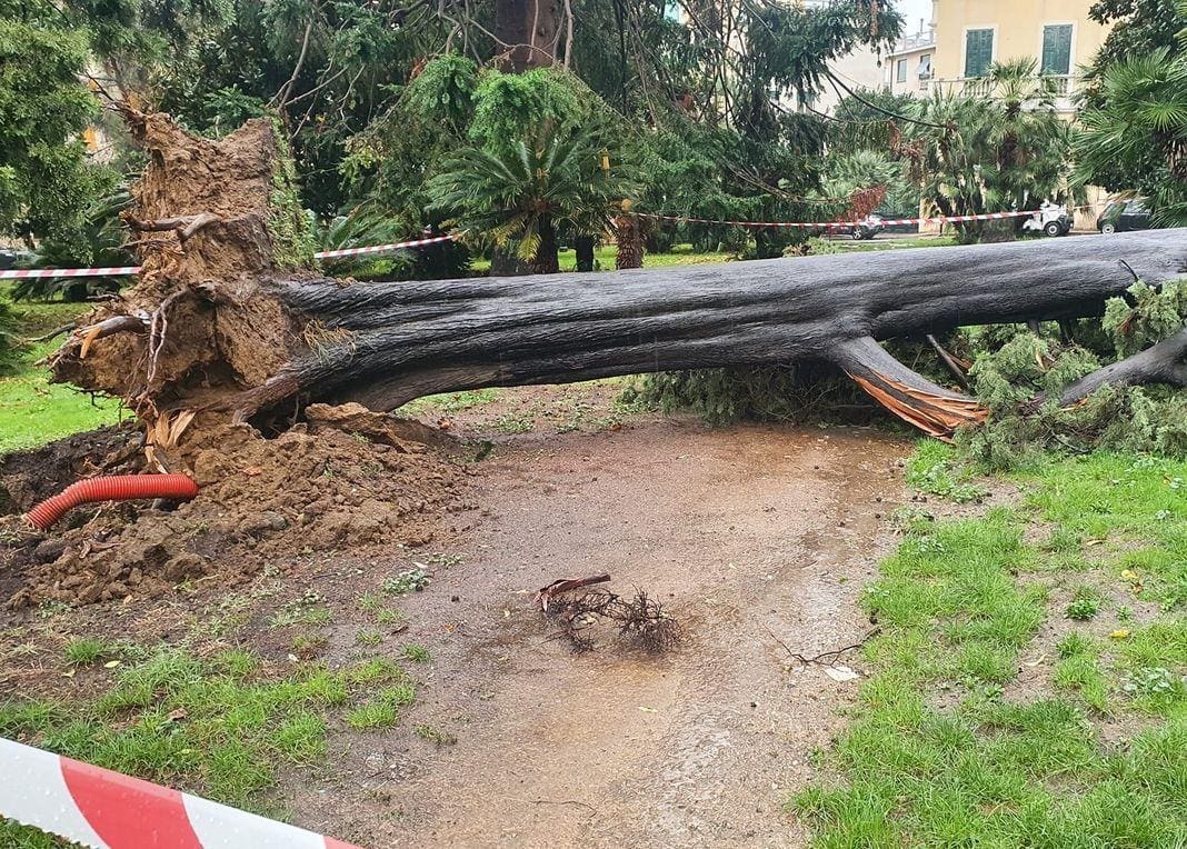 Albero abbattuto Pegli tromba d'aria