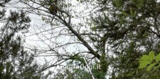 Sestri Levante, neutralizzato grosso nido di vespa killer vicino ad una scuola vespa velutina nido Santa Vittoria Libiola