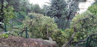 Genova, albero cade sul campetto da calcio: sfiorata la tragedia ad Oregina