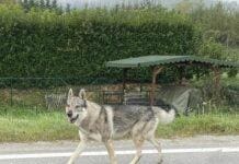 Allarme e psicosi Lupi ad Arquata Scrivia ma è un cane cecoslovacco libero cane lupo cecoslovacco