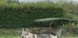 Allarme e psicosi Lupi ad Arquata Scrivia ma è un cane cecoslovacco libero cane lupo cecoslovacco