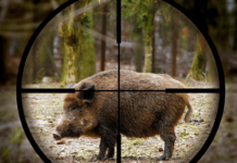 Peste Suina, da oggi possibile consumare carni dei cinghiali abbattuti cinghiale mirino caccia