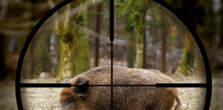 Peste Suina, animalisti: anche i veterinari europei dicono che la Caccia non è soluzione cinghiale mirino caccia