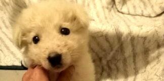 Cesino, cucciolo di maremmano trovato per strada cucciolo Cesino