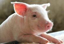 Festival della Scienza, Animalisti all’attacco: chiediamo alle scuole di non partecipare Babe maialino fortunato