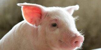 Festival della Scienza, Animalisti all’attacco: chiediamo alle scuole di non partecipare Babe maialino fortunato