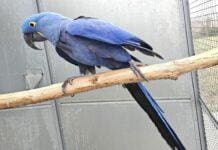 Genova, pappagalli maltrattati sequestrati ad Albaro Ara Giacinto, pappagallo blu