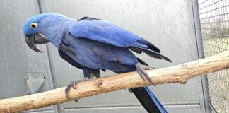 Genova, pappagalli maltrattati sequestrati ad Albaro Ara Giacinto, pappagallo blu