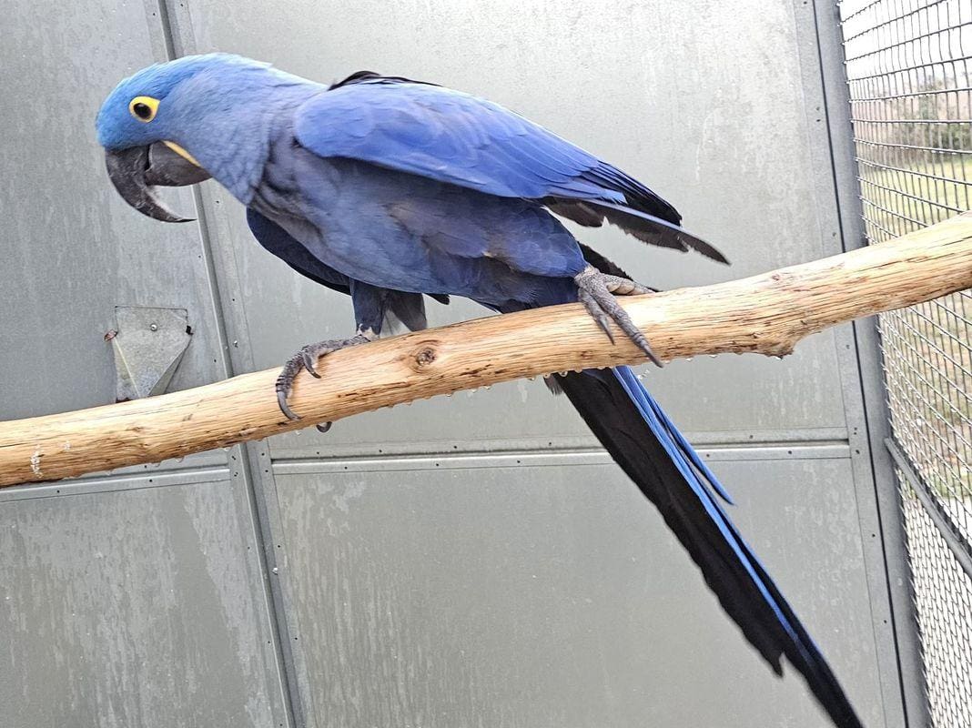 Ara Giacinto, pappagallo blu