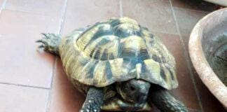 Arenzano, ancora nessuna traccia della tartaruga persa sul treno Tartaruga smarrita sul treno