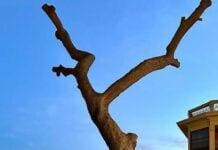 Genova, abbattuto uno dei pini storici di Spianata Castelletto Castelletto Spianata, albero pino abbatuto