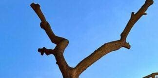 Genova, abbattuto uno dei pini storici di Spianata Castelletto Castelletto Spianata, albero pino abbatuto