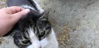 Sampierdarena, gatta uccisa a bastonate in via Dino Col, indagini Ezina gatta uccisa Sampierdarena