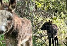Gli asinelli Pelosetto e Rosino si salveranno, appello ricondiviso 8mila volte Pelosetto e Rosino asinelli da salvare