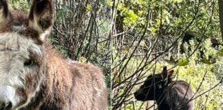 Gli asinelli Pelosetto e Rosino si salveranno, appello ricondiviso 8mila volte Pelosetto e Rosino asinelli da salvare