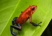 Genova, Salamandre, Rane e Rospi al Museo di Storia Naturale con Amphibia Rana Rossa Amphibia