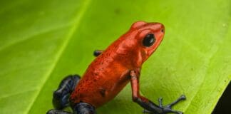 Genova, Salamandre, Rane e Rospi al Museo di Storia Naturale con Amphibia Rana Rossa Amphibia