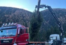 Genova, partito da Ponte di Legno l’albero di Natale atteso in piazza De Ferrari