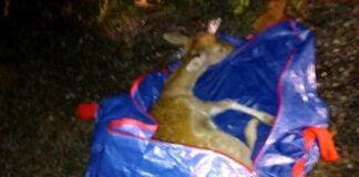 Torriglia, salvataggio per una femmina di Daino ferita in incidente Daino ferito Torriglia