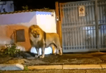 Marassi, quando in via Piantelli viveva un leone Leone fuggito da circo a Ladispoli