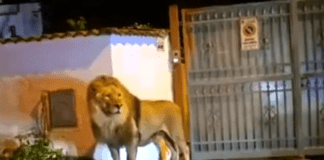 Marassi, quando in via Piantelli viveva un leone Leone fuggito da circo a Ladispoli